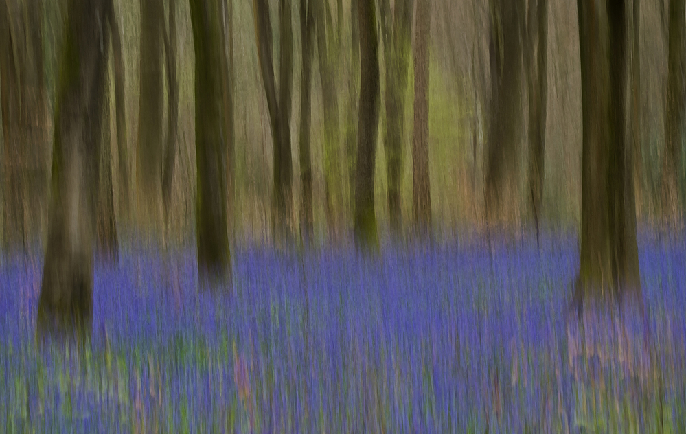 Micheldever Wood  Hampshire Bluebell Wood 1